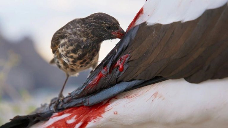 The Galapagos Vampire Finch sucks blood from Gannets: this is a case of hematophagia caused by isola