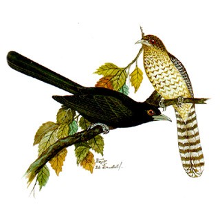 Common Koel (Eudynamys scolopacea)