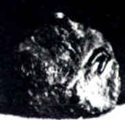 The supposed fossilised molar found in Eocene coal: clearly a simulacrum