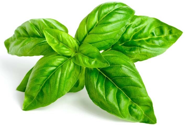 basil