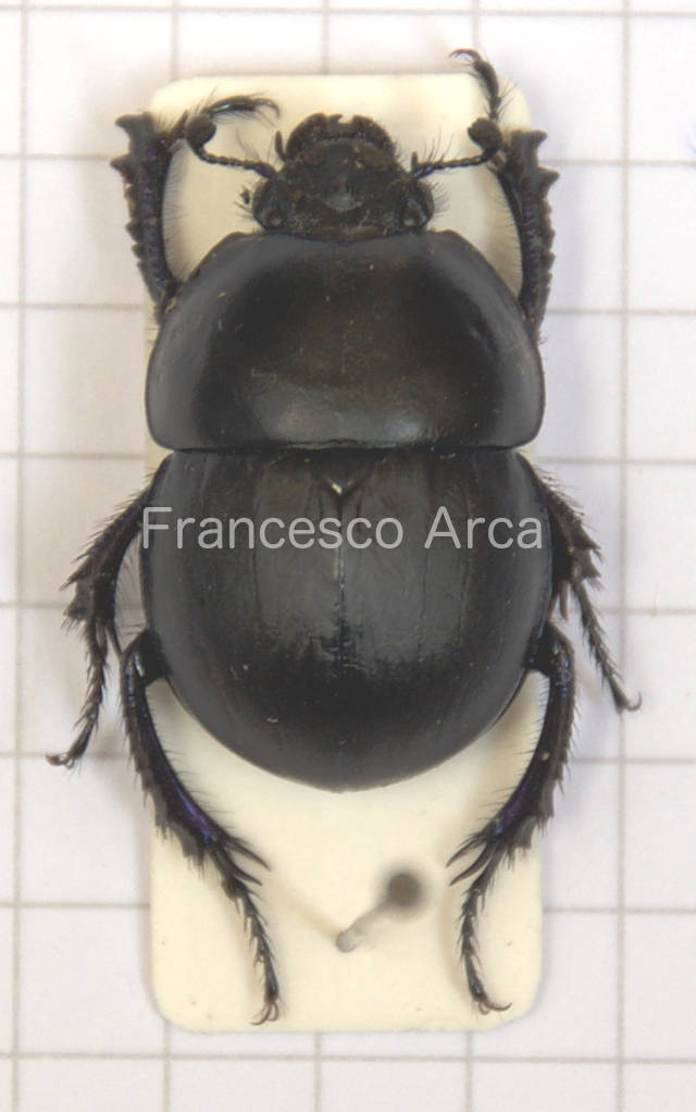 Sardinian Insects: Thorectes intermedius