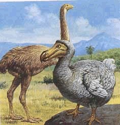 Dinorsis and the Dodo