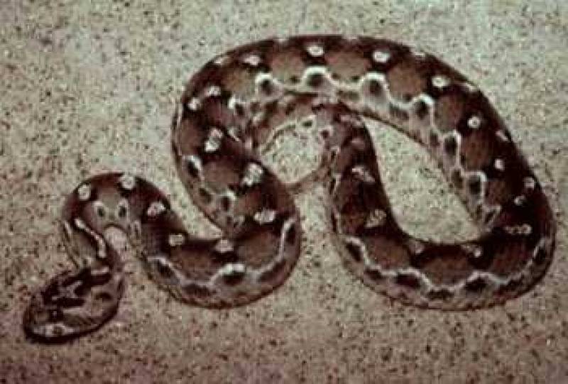 JOHN H. TASHJIAN/FORT WORTH ZOO <br>/* Saw-scaled viper */ /_ Echis carinatus _/