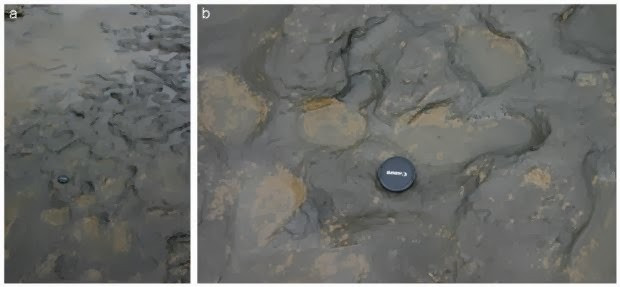 800 thousand years ago human footprints from England are the oldest in Europe