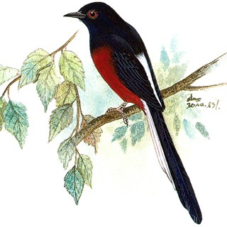 White-rumped Shama (Copsychus malabaricus)