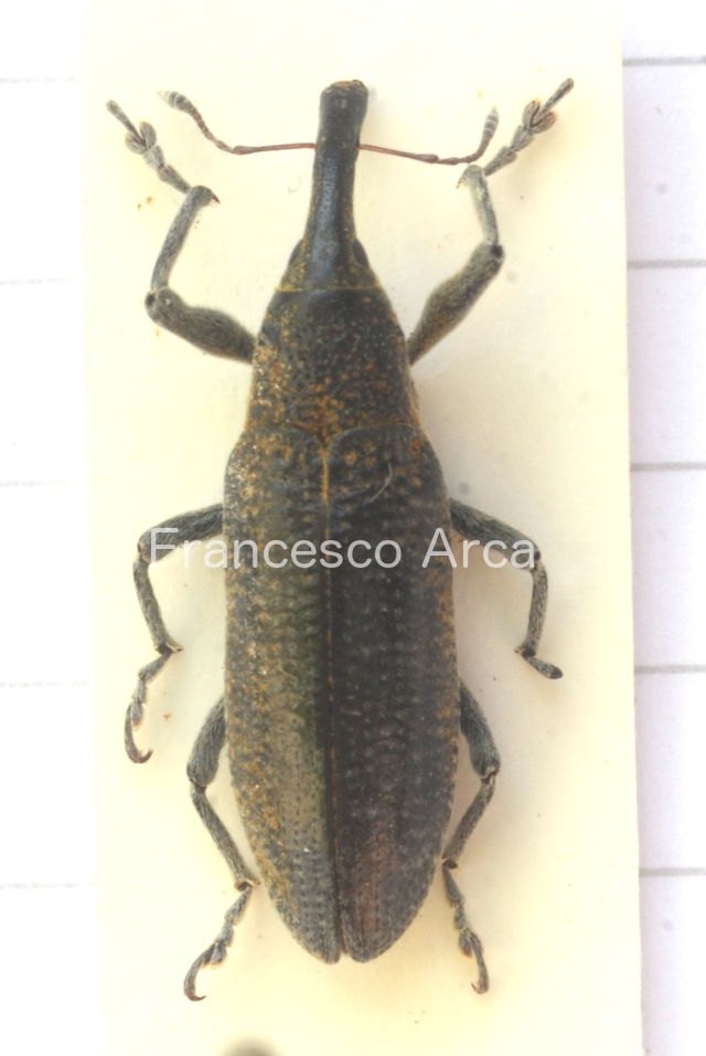 Sardinian Insects: Curculionidae