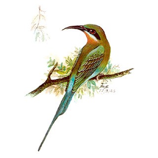 Blue-tailed Bee-eater (Merops philippinus)