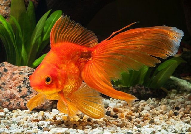 An Carassius auratus exemplar (also known as goldfish).