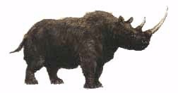 Rhinoceros etruscus - Woolly rhinoceros