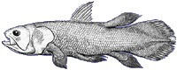 Coelacanth