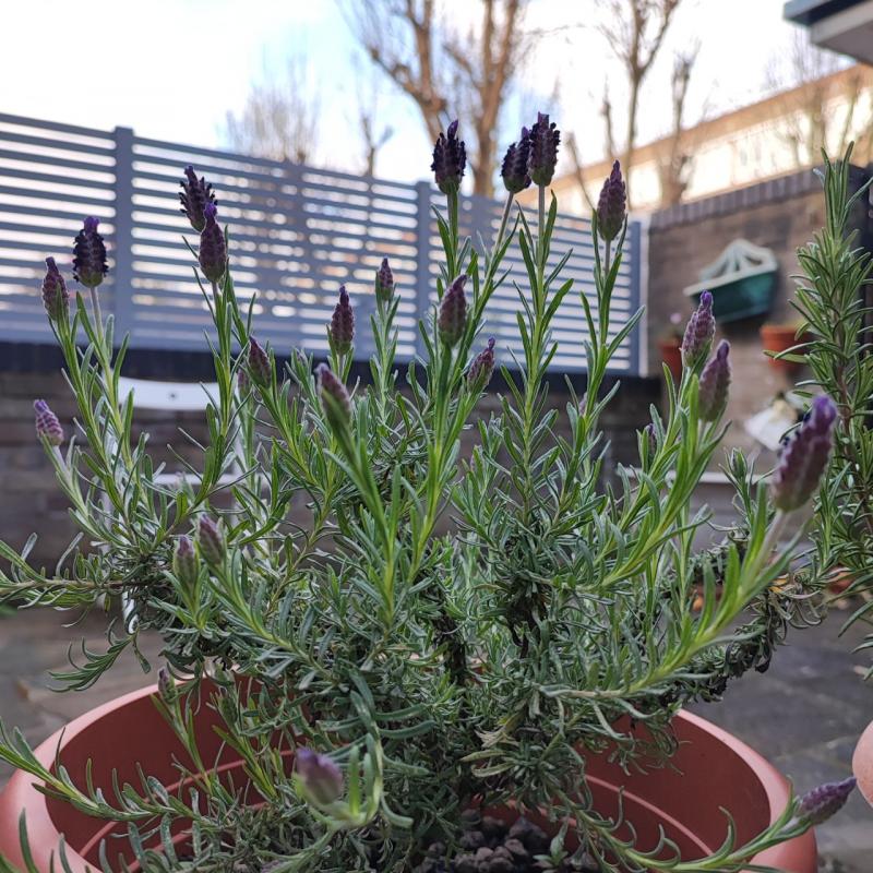 Lavander almost blossom 🌼