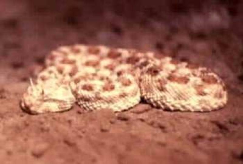 /* Horned desert viper */ /_ Cerastes cerastes _/