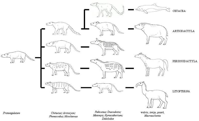 Evolutionary tree of cetaceans: different stages in the transition from terrestrial to aquatic life 