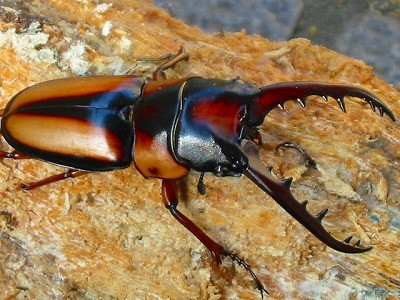 Prosopocoilus Savagei