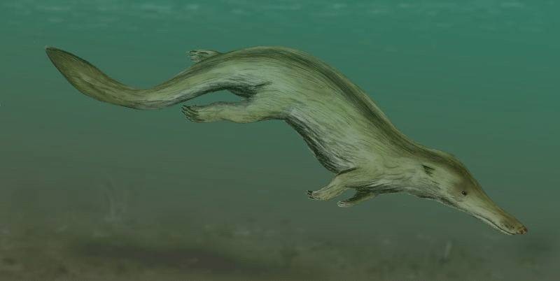 Reconstruction of Kutchicetus