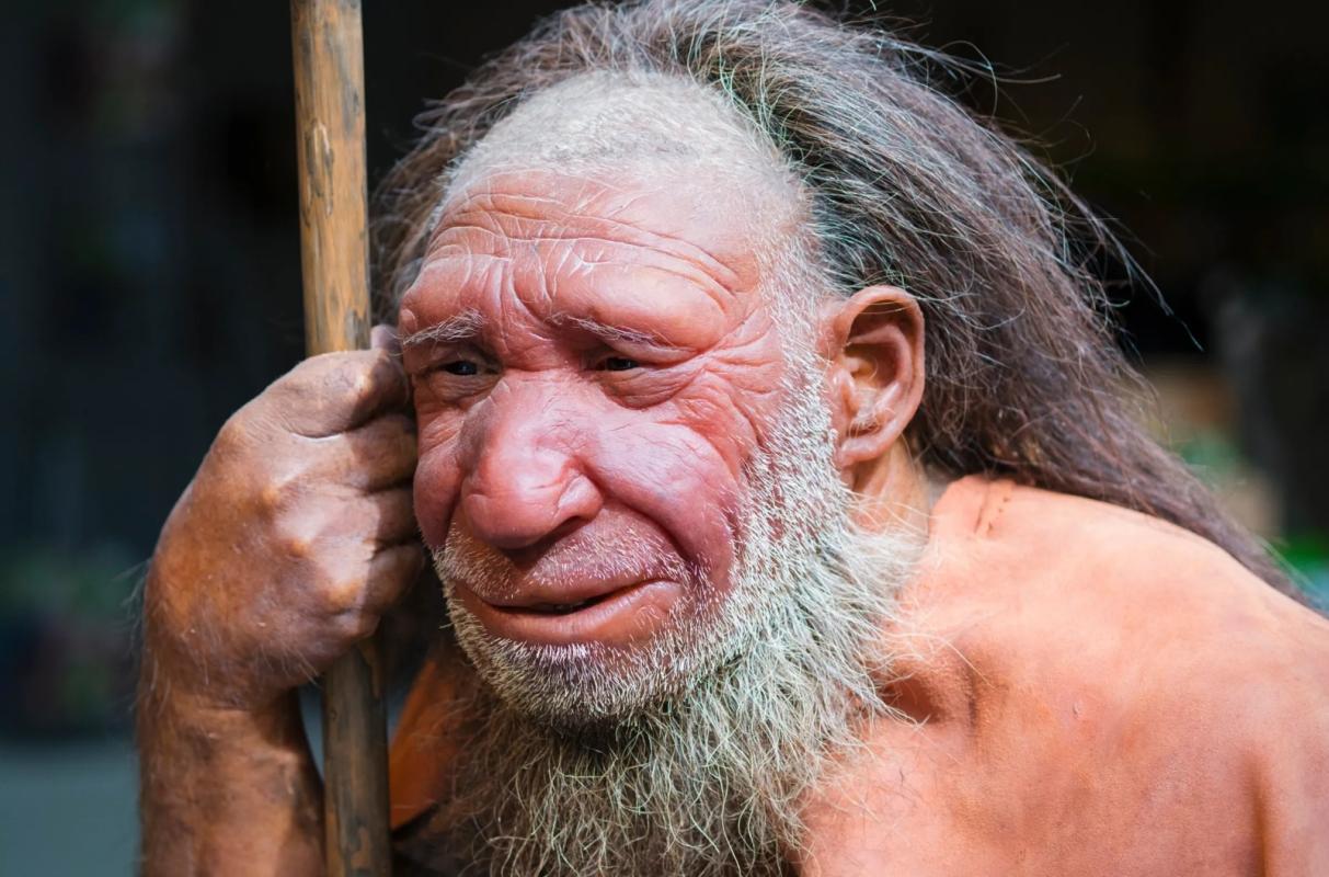 Excellent reconstruction of a neanderthalensis man of around 40 years of age. Latest studies state t