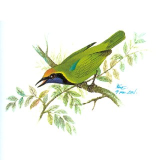 Golden-fronted Leafbird (Chloropsis aurifrons)