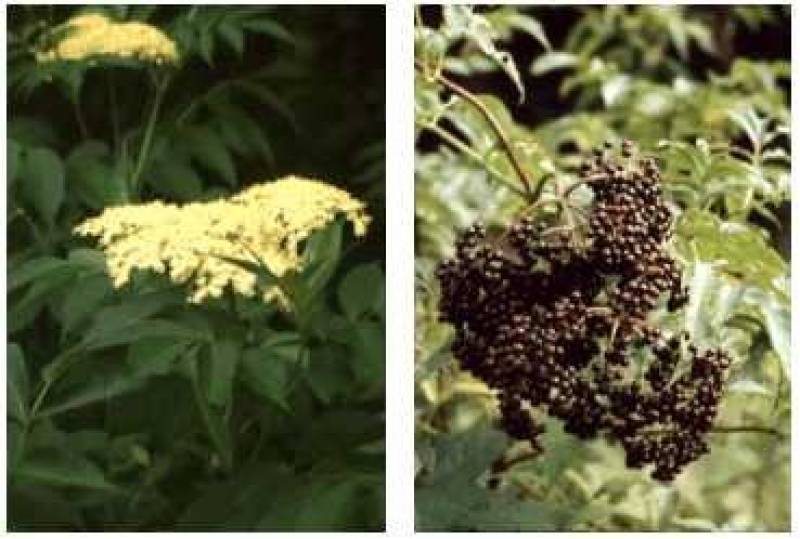 /* Elderberry */ /_ Sambucus canadensis _/