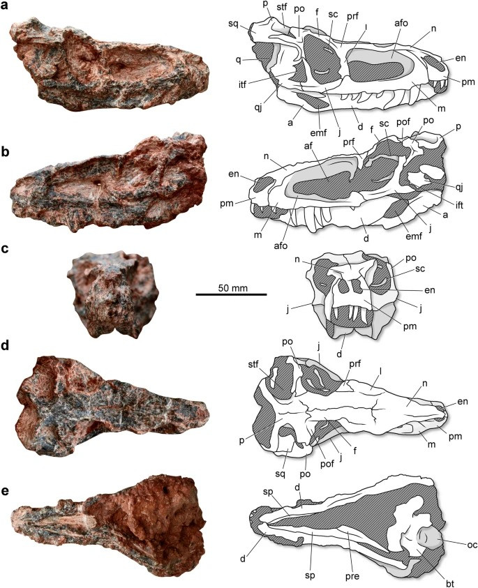 Skull and lower jaws of Parvosuchus aurelioi gen. et sp. nov. from the Pinheiros-Chiniquá Sequence (