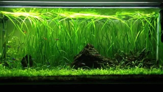 Vallisneria Spiralis, commonly known as Straight Vallis. The Vallisneria Spiralis produces much broa