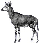 Okapi