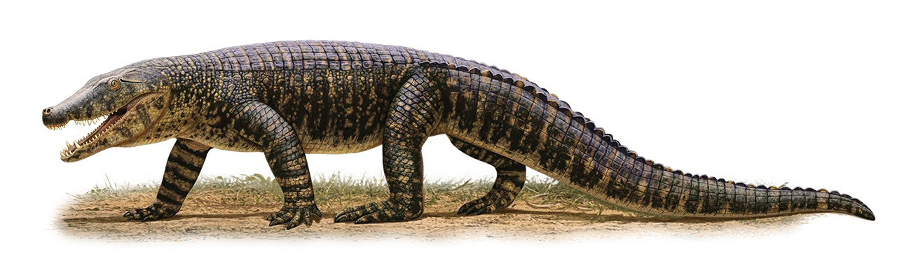The Quinkana was a land crocodile, a skilled walker, eight meters long.