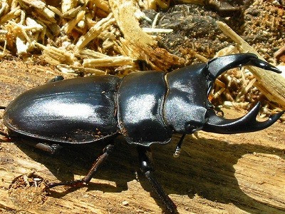 Dorcus Hopei