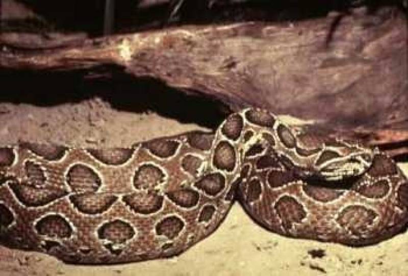 /* Russell's viper */ /_ Vipera russellii _/