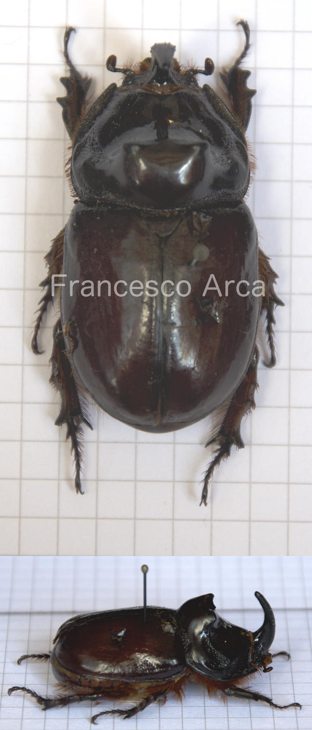 Sardinian Insects: Oryctes nasicornis (male)