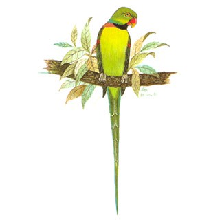 Aexandrine Parakeet (Psittacula eupatria)