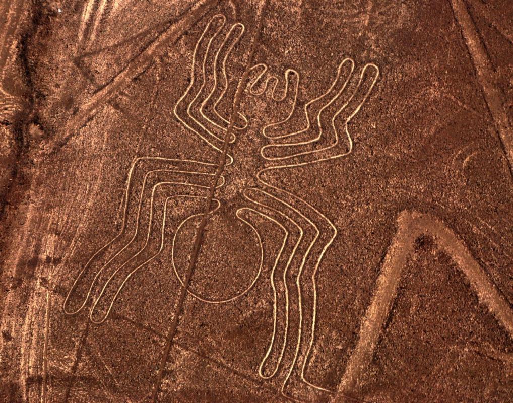 Nazca spider