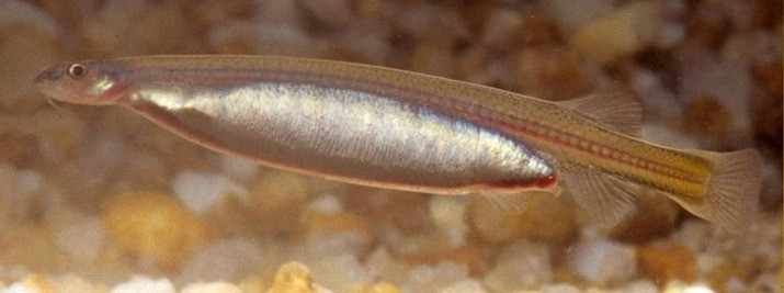 The most dangerous bloodsucker is the Candirù or canero (Vandellia cirrhosa), a transparent catfish 