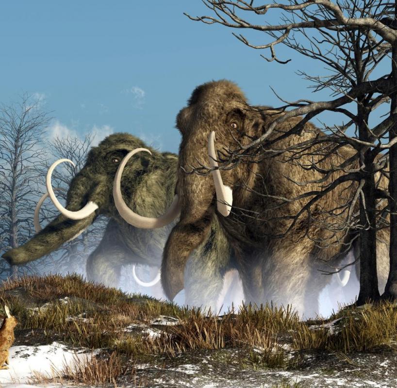 Mammoths