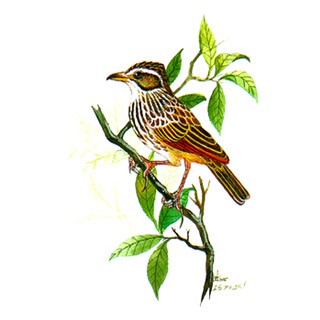 Rufous-winged Bushlark (Mirafra marionae)