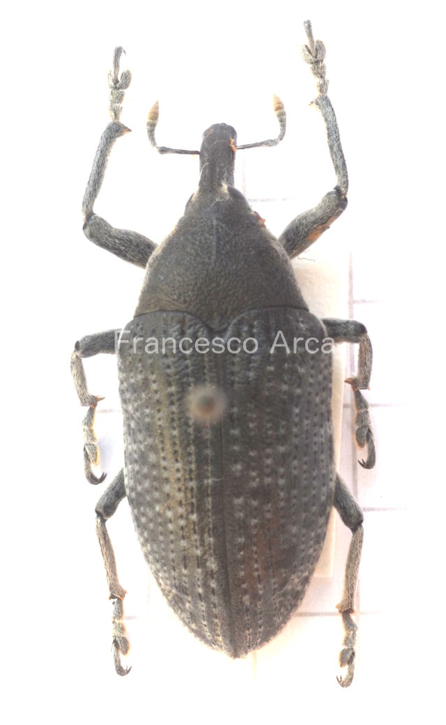 Sardinian Insects: Curculionidae