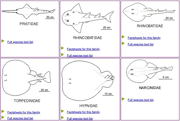 How to identify a fish