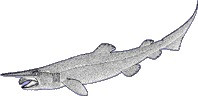 Goblin Shark