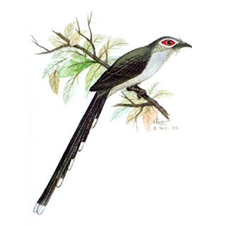 Green-billed Malkoha (Phaenicophaeus tristis)