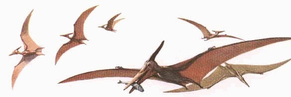 Pterosaur