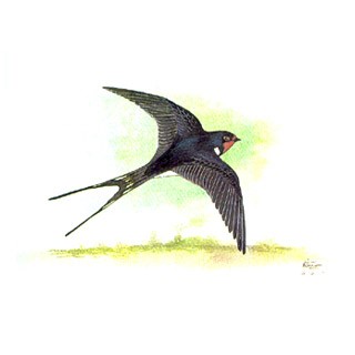 Barn Swallow (Hirundo rustica)