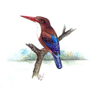 White-throated Kingfisher (Halcyon smyrnensis)