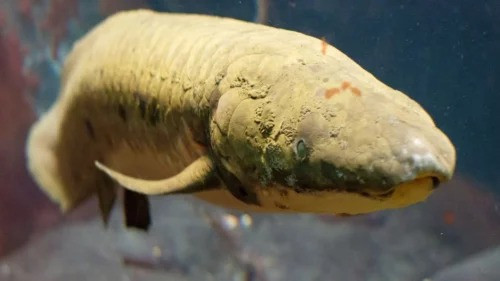 Discovery of the lungfish Ferganoceratodus edwardsi