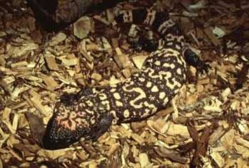 /* Gila monster */ /_ Heloderma suspectum _/