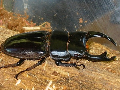 Dorcus Curvidens