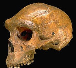 The Kabwe skull: not Neanderthal, not shot…