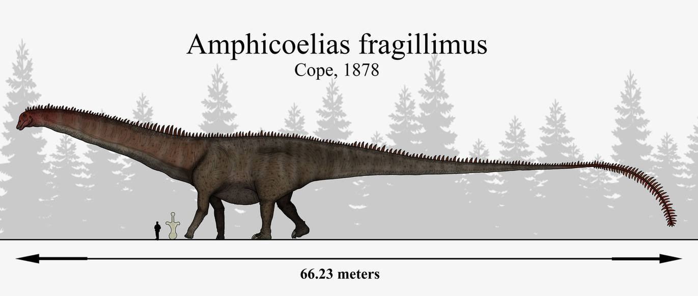 Amphicoelias fragillimus, the longest dinosaur