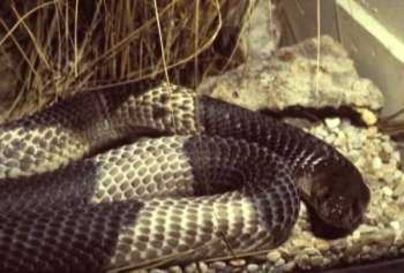 /* Egyptian cobra */ /_ Naja haje _/