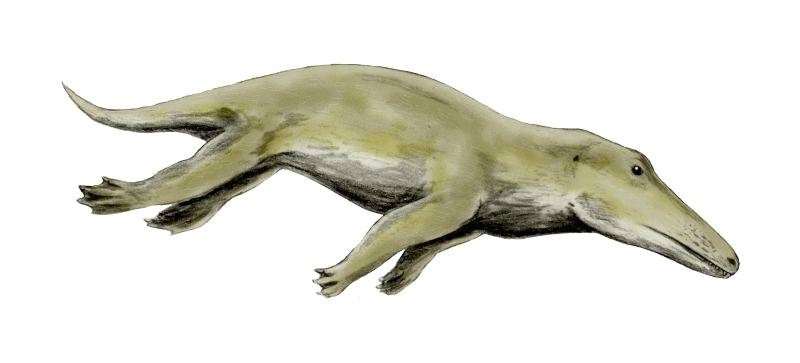 Ambulocetus reconstruction