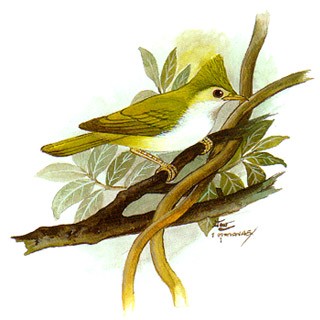 White-bellied Yuhina (Yuhina zantholeuca)