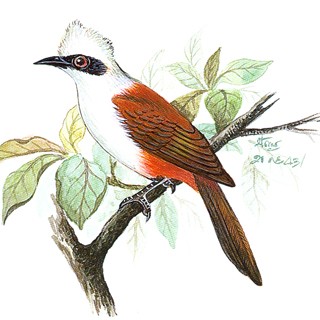 White-crested Laughingthrush (Garrulax leucolophus)